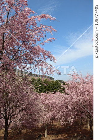 花樹：垂枝櫻花 138777405