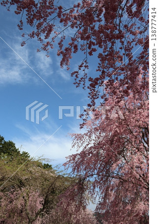 花樹:垂枝櫻花 花樹:垂枝櫻花 138777414