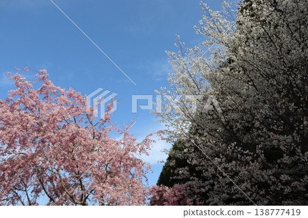 Flowers and trees: Weeping cherry blossoms 138777419
