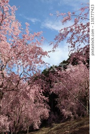 Flowers and trees: Weeping cherry blossoms 138777423