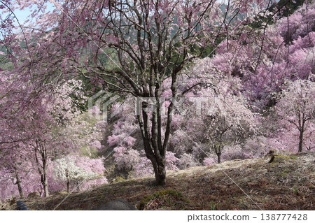 Flowers and trees: Weeping cherry blossoms Flowers and trees: Weeping cherry blossoms 138777428