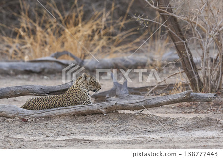 Female Leopard 138777443