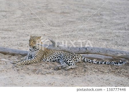 Female Leopard Female Leopard 138777446