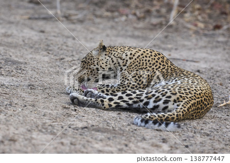 Female Leopard 138777447