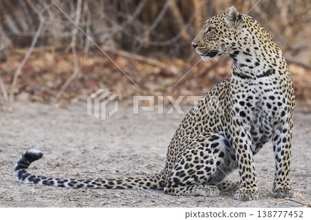 Female Leopard 138777452