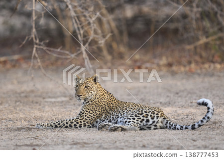 Female Leopard 138777453