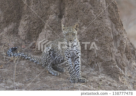 Leopard cub Leopard cub 138777478