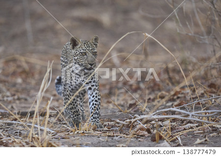 Leopard cub Leopard cub 138777479