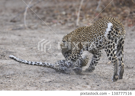 Female Leopard and cub 138777516