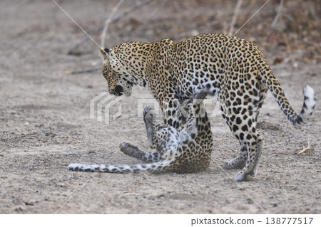 Female Leopard and cub Female Leopard and cub 138777517