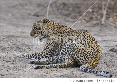 Female Leopard and cub Female Leopard and cub 138777518