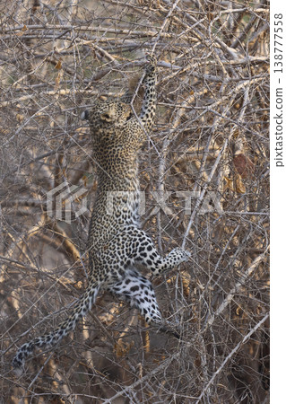 Leopard cub climbing a bush 138777558