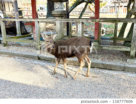 Wild deer in Nara, Japan 138777606