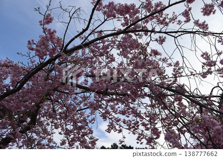 Flowers and trees: Weeping cherry blossoms Flowers and trees: Weeping cherry blossoms 138777662
