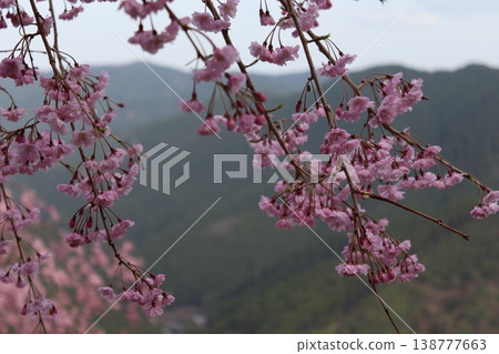 花樹:垂枝櫻花 花樹:垂枝櫻花 138777663