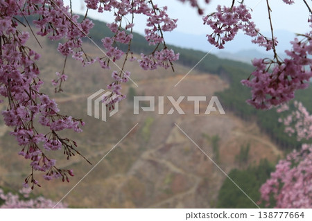 花樹:垂枝櫻花 花樹:垂枝櫻花 138777664