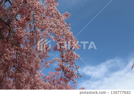 花樹:垂枝櫻花 花樹:垂枝櫻花 138777682