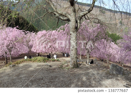 Flowers and trees: Weeping cherry blossoms Flowers and trees: Weeping cherry blossoms 138777687