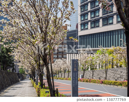 山王坂山坡兩旁的櫻花樹在逆光下閃閃發光;沐浴在陽光下的永田町春日景象。 山王坂山坡兩旁的櫻花樹在逆光下閃閃發光;沐浴在陽光下的永田町春日景象。 138777769