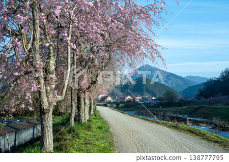 The beautiful spring cherry blossom season in Shinjo Village, Okayama Prefecture The beautiful spring cherry blossom season in Shinjo Village, Okayama Prefecture 138777795