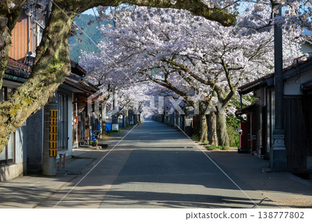 岡山縣新莊村美麗的春季櫻花盛開 岡山縣新莊村美麗的春季櫻花盛開 138777802