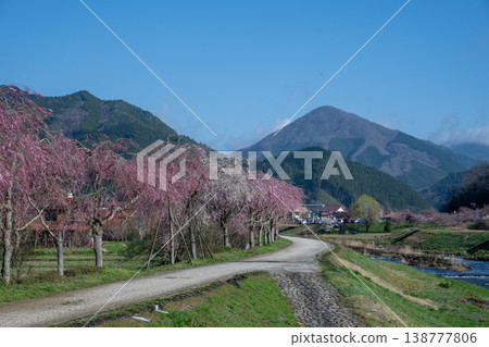 The beautiful spring cherry blossom season in Shinjo Village, Okayama Prefecture 138777806