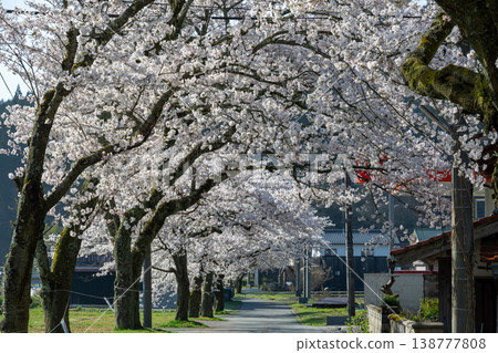 The beautiful spring cherry blossom season in Shinjo Village, Okayama Prefecture The beautiful spring cherry blossom season in Shinjo Village, Okayama Prefecture 138777808