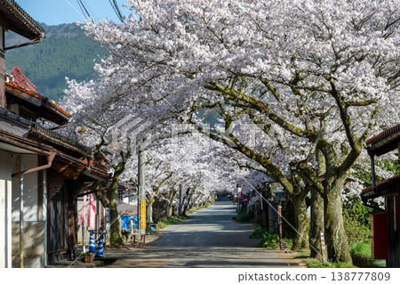 岡山縣新莊村美麗的春季櫻花盛開 岡山縣新莊村美麗的春季櫻花盛開 138777809