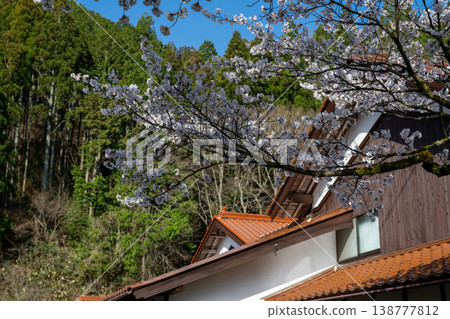 The beautiful spring cherry blossom season in Shinjo Village, Okayama Prefecture The beautiful spring cherry blossom season in Shinjo Village, Okayama Prefecture 138777812