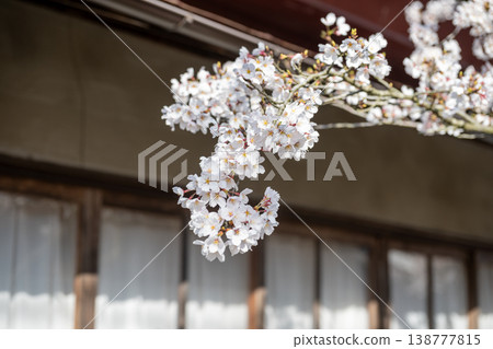 The beautiful spring cherry blossom season in Shinjo Village, Okayama Prefecture 138777815