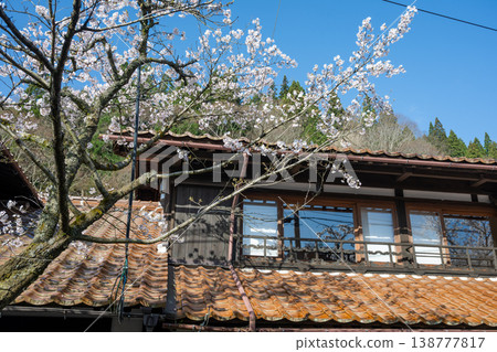 The beautiful spring cherry blossom season in Shinjo Village, Okayama Prefecture The beautiful spring cherry blossom season in Shinjo Village, Okayama Prefecture 138777817