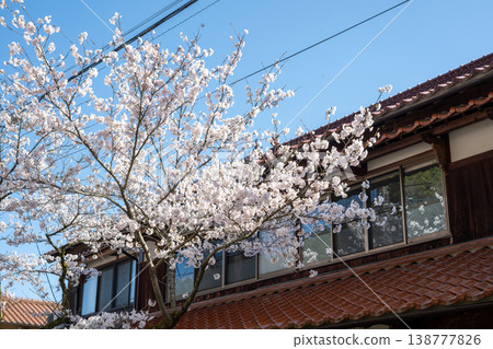 The beautiful spring cherry blossom season in Shinjo Village, Okayama Prefecture The beautiful spring cherry blossom season in Shinjo Village, Okayama Prefecture 138777826