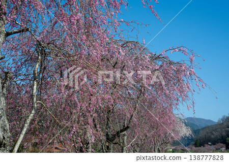 The beautiful spring cherry blossom season in Shinjo Village, Okayama Prefecture The beautiful spring cherry blossom season in Shinjo Village, Okayama Prefecture 138777828