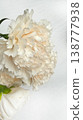 Close-up of White Carnation Flowers: Delicate Petals on a High-Key White Background. 138777938