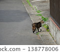 A cat staring at me on the roadside 138778006