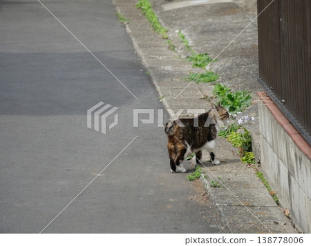 A cat staring at me on the roadside A cat staring at me on the roadside 138778006