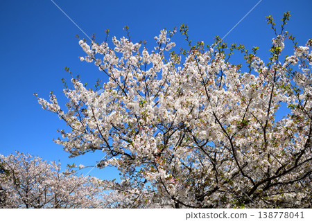 河口公園裡的櫻花盛開。 河口公園裡的櫻花盛開。 138778041