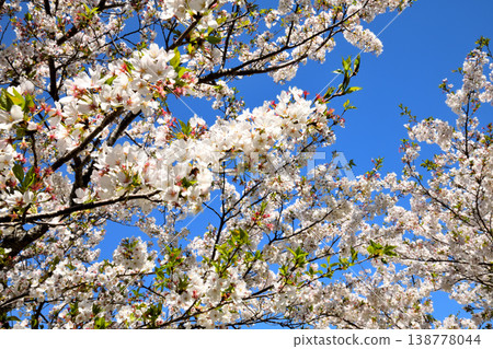 河口公園裡的櫻花盛開。 138778044