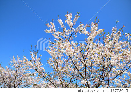 河口公園裡的櫻花盛開。 138778045