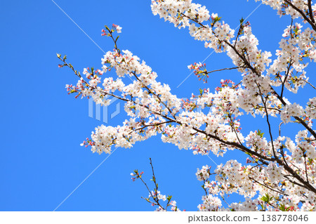 河口公園裡的櫻花盛開。 138778046