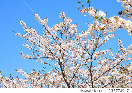 河口公園裡的櫻花盛開。 河口公園裡的櫻花盛開。 138778047