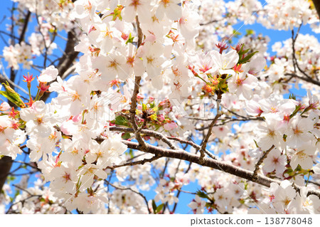 河口公園裡的櫻花盛開。 河口公園裡的櫻花盛開。 138778048