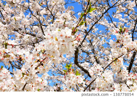 河口公園裡的櫻花盛開。 河口公園裡的櫻花盛開。 138778054