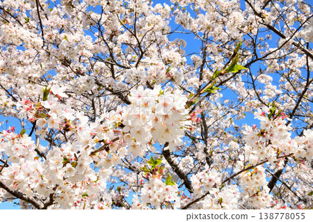 河口公園裡的櫻花盛開。 138778055