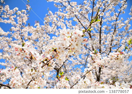 河口公園裡的櫻花盛開。 河口公園裡的櫻花盛開。 138778057