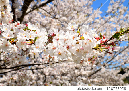 河口公園裡的櫻花盛開。 河口公園裡的櫻花盛開。 138778058
