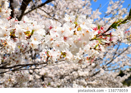 河口公園裡的櫻花盛開。 河口公園裡的櫻花盛開。 138778059