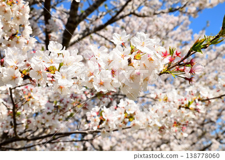 河口公園裡的櫻花盛開。 河口公園裡的櫻花盛開。 138778060