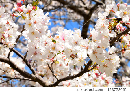 河口公園裡的櫻花盛開。 河口公園裡的櫻花盛開。 138778061