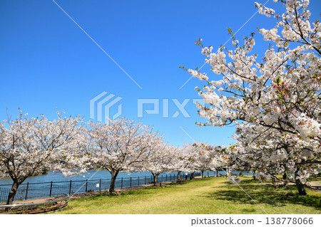 河口公園裡的櫻花盛開。 河口公園裡的櫻花盛開。 138778066